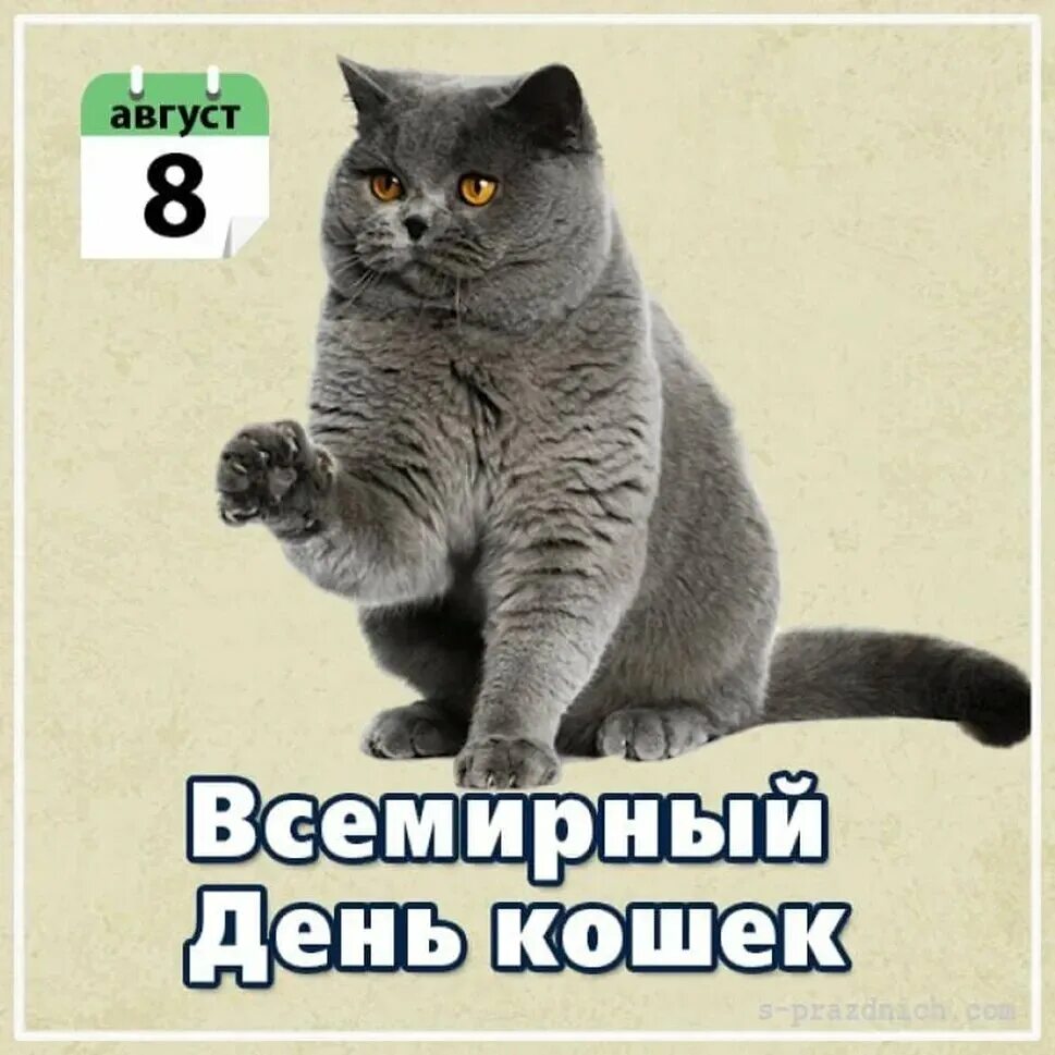День кошек. 1 марты всемирный день клше. День кошек текст. День кошек текст. Газета про день кошек.