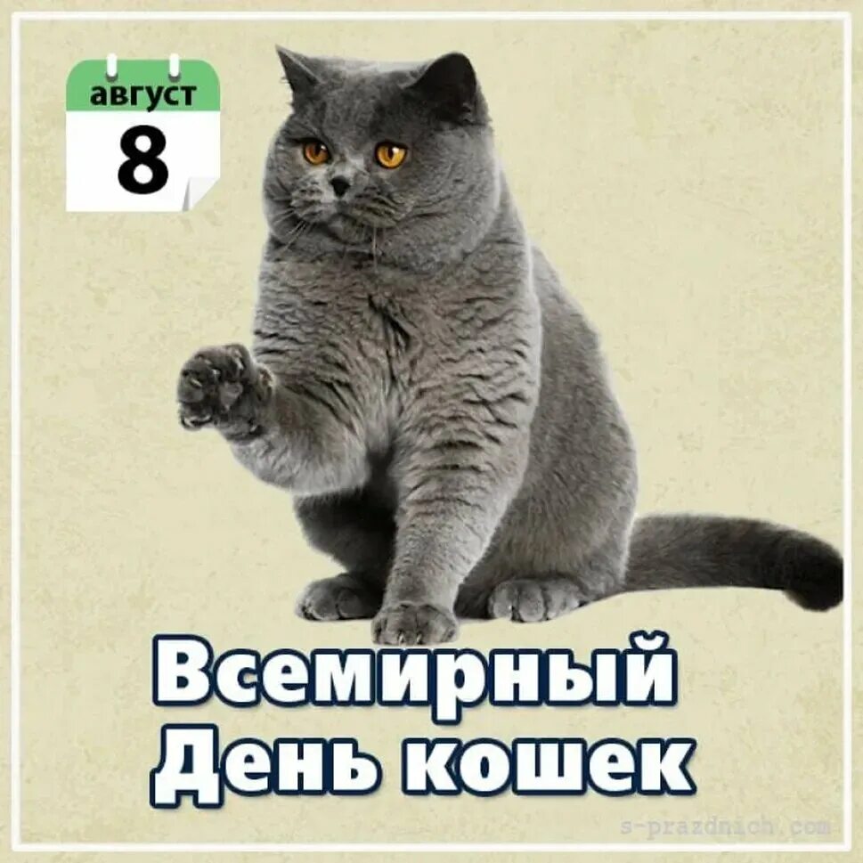 Всемирный день котиков. Всемирный день. Всемирный день кошек. День кота 8 августа. Всемирный день кошек открытки.