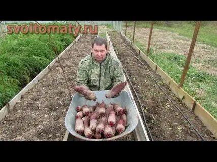Огород посадка свекла