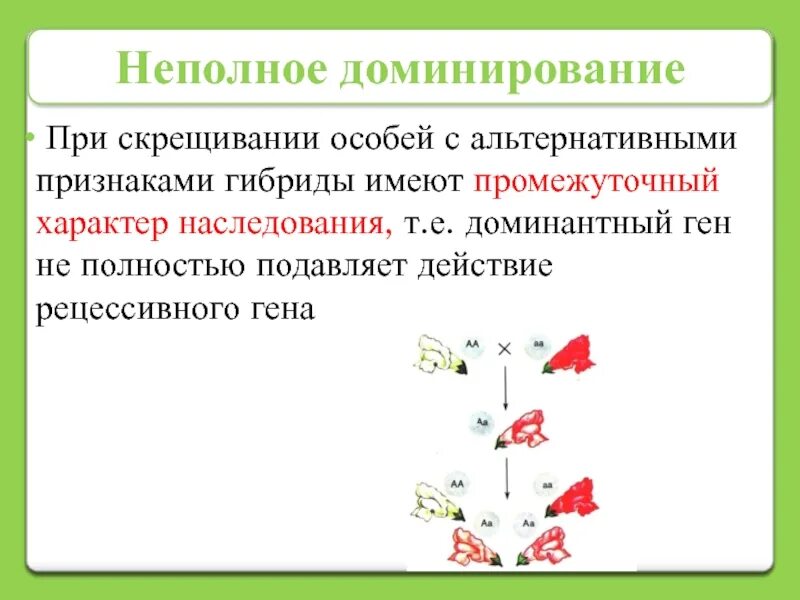 Промежуточный характер наследования неполное доминирование. Неполное доминирование. Неполное доминирование анализирующее скрещивание. Неполное доминирование аллелей.