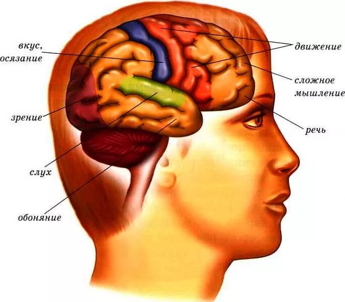 Центр мозга и тела. Части мозга головы. Зоны человеческого мозга. Участки головного мозга.