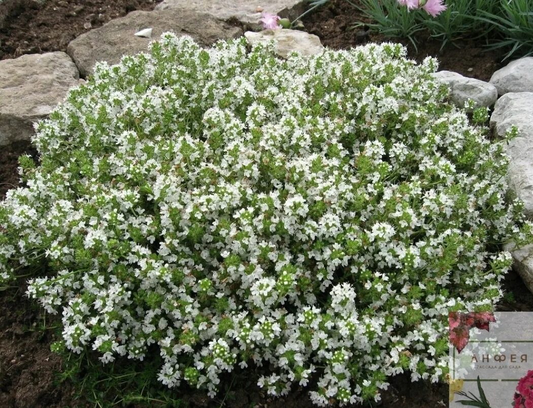 тимьян wirral white. Thymus serpyllum albus. тимьян альбус. тимьян альба. тимьян ползучий альба.
