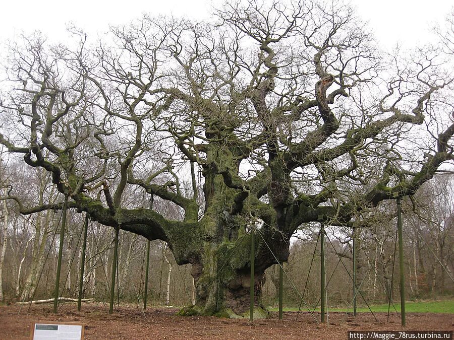 Лимузенский дуб. Лиепусальский дуб. Большой дубовый. Большой дубовый. Жук дубовый усач.