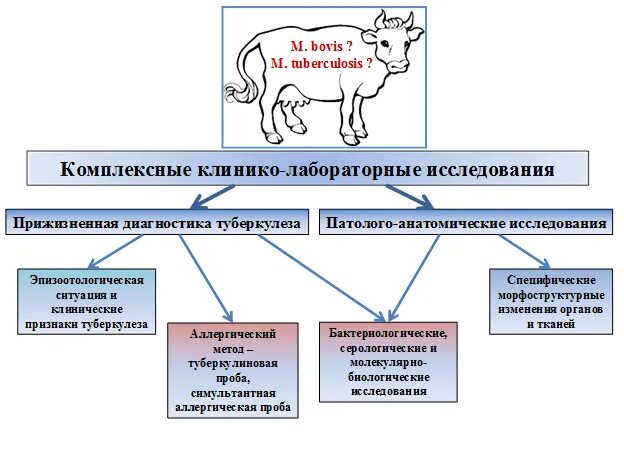 Выполнение диагностических исследований животных. Методы диагностики туберкулеза крс. профилактика при туберкулезе у животных. схема вакцинации крс от туберкулеза. диагностическое исследование животных на туберкулез.