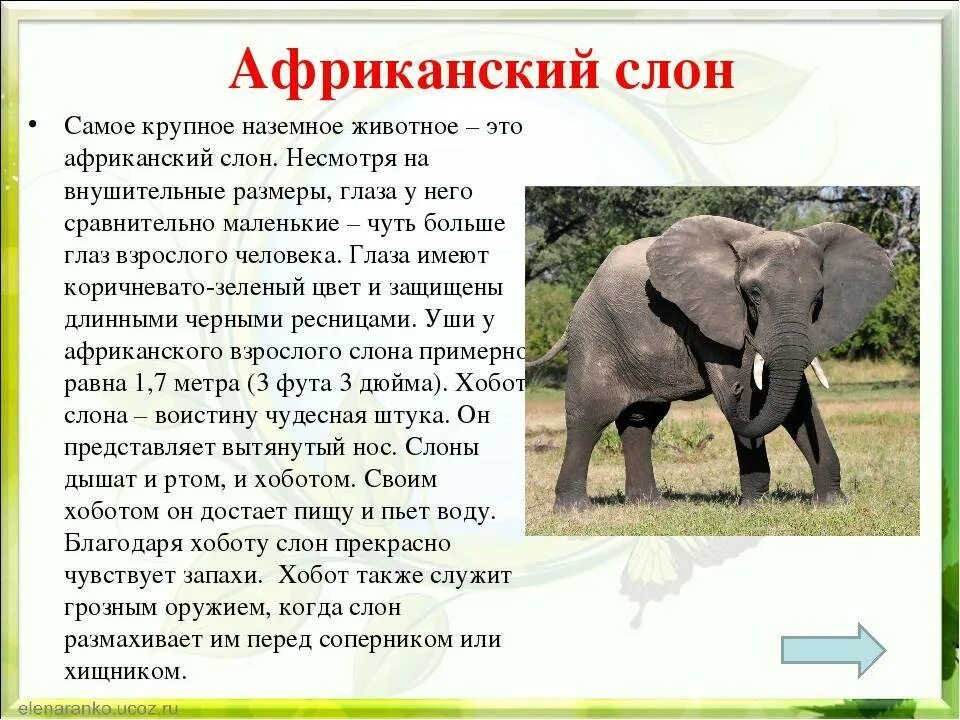 Описание слона. Сообщение о слоне. Доклад про слона. Доклад о слонах. Где обитает слон материк