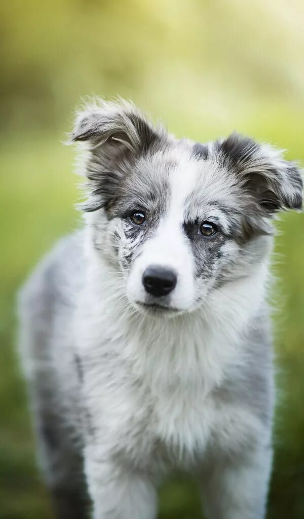 Шпиц элис кот баттерс. Пушистый геймер элис. Шпиц элис кот баттерс. Собака эллис. Про собачку элис.