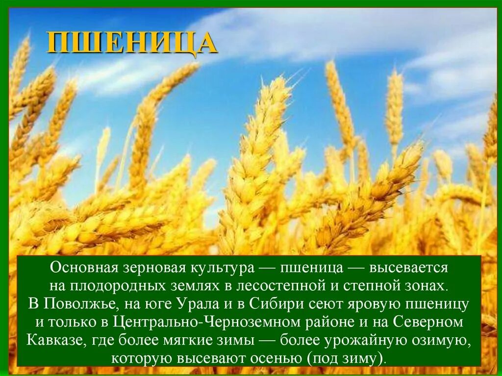 Презентация на тему пшеница. Где находится пшеница. Краткое сообщение о пшенице. Пшеница доклад 3 класс. Сообщение о пшенице.