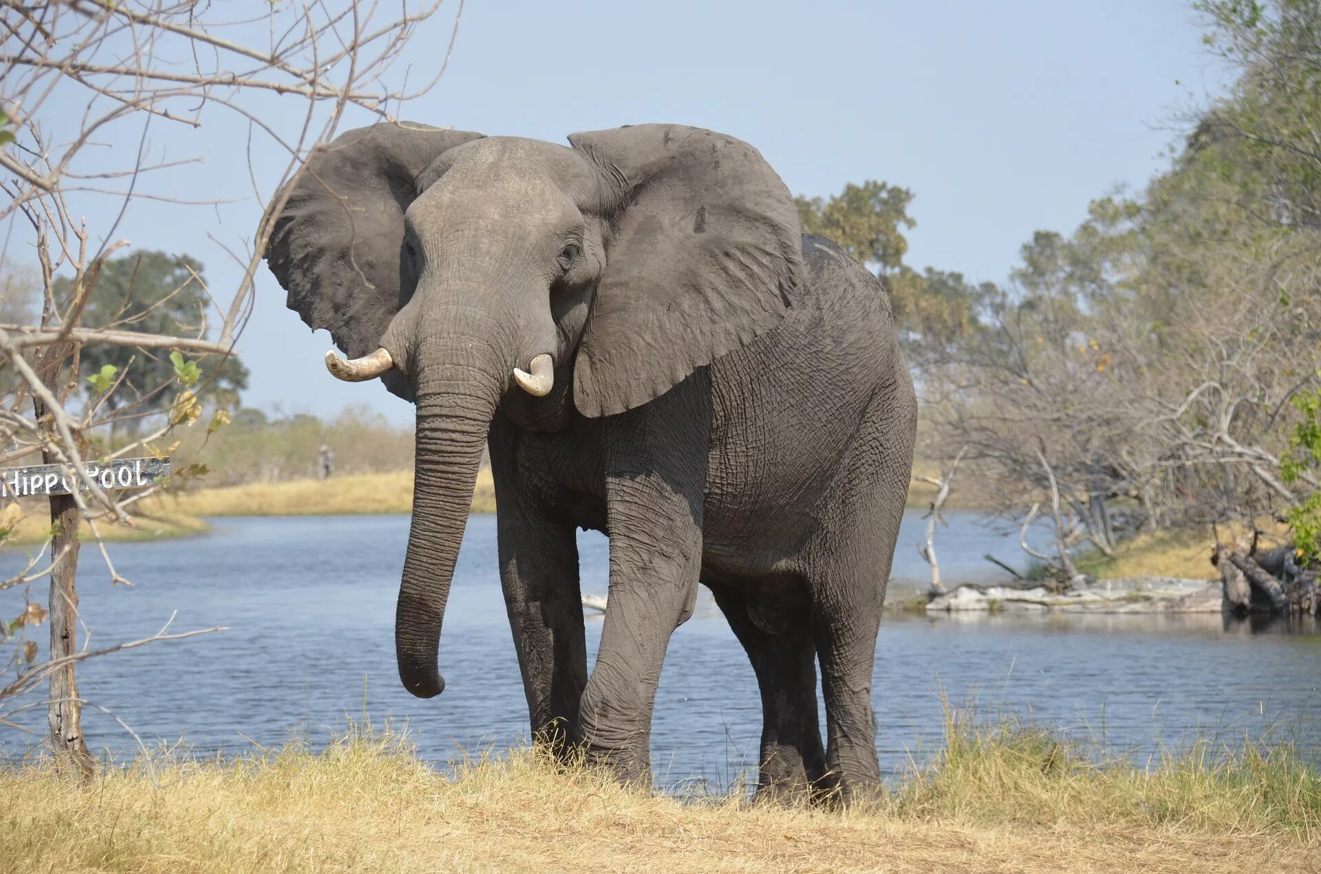 Слон elephant. Саванный слон. Африканский саванский слон. Саванный Африканский слон Африки. Африканский слон слон.