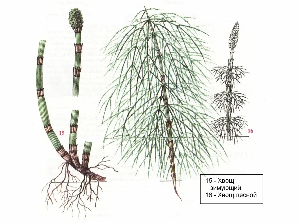 Хвощ различия. Хвощ зимующий Equisetum hyemale. Хвощ зимующий(Equisetum hyemale)-4. Корневище хвоща. Хвощ Шаффнера.