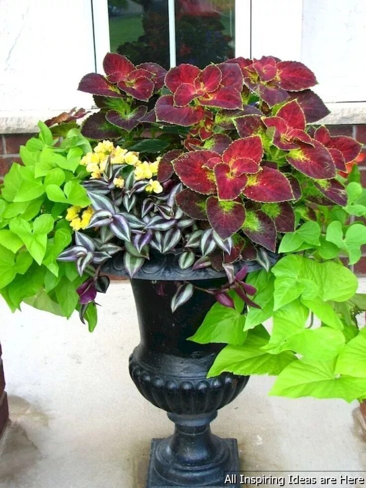 Сочетание колеусов с другими цветами Gardening Tips and Ideas for Planting Flowers Around Trees Planting flowers, Bac