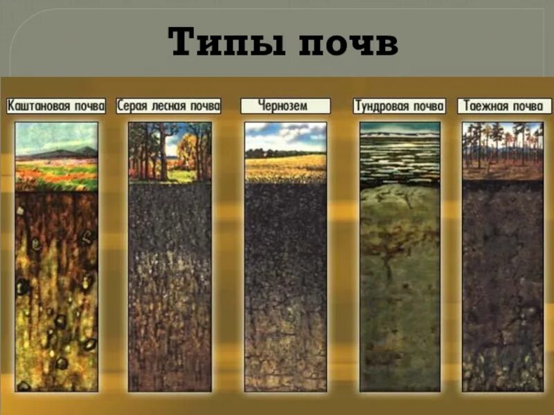 Лучшие почвы россии. Почвенный профиль (вертикальный разрез почвы). Какие типы почв. Почвенный профиль вертикальный разрез почвы от поверхности. Различные типы почв.