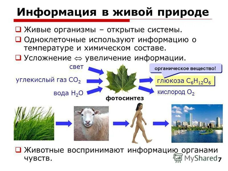 Информационные процессы животных