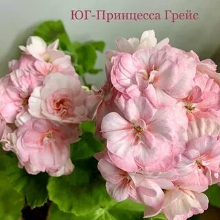 Пеларгония грейс фото и описание