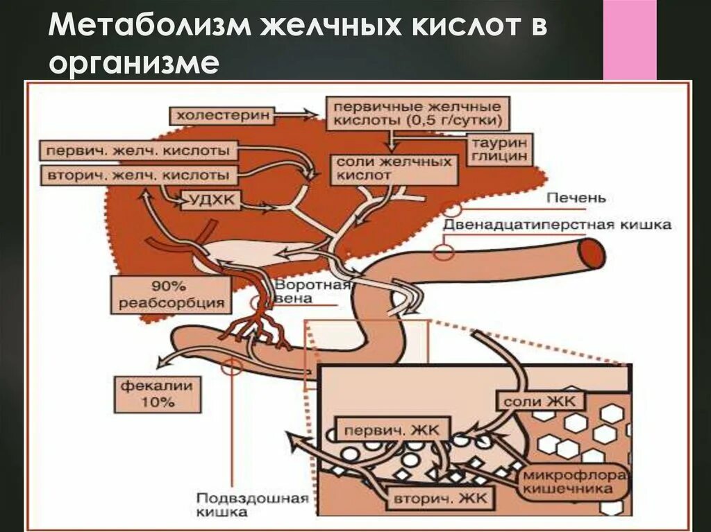 Метаболизм желчных кислот. Нарушение метаболизма желчных кислот. Циркуляция желчных кислот. Образование желчных кислот. Желчные кислоты печени