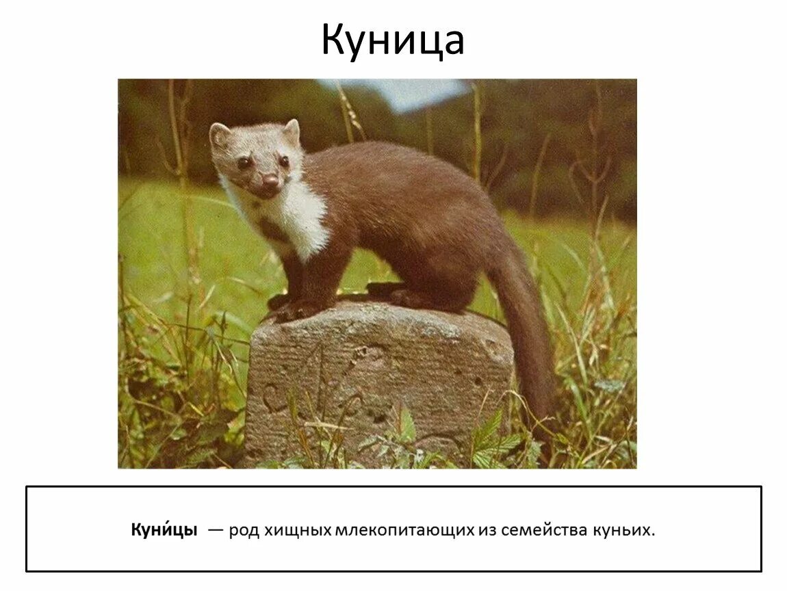 Какие животные башкирии занесены в красную книгу. Род куньих. животные из красной книги башкортостана. куница занесена в красную книгу. животные красной книги башкирии.
