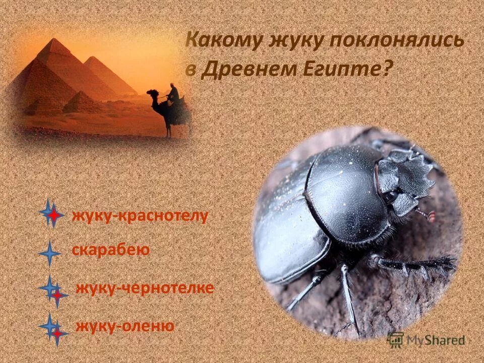 какому жуку поклонялись в древнем. жук навозник скарабей. жук скарабей в древнем египте. жук навозник скарабей. священный жук скарабей.