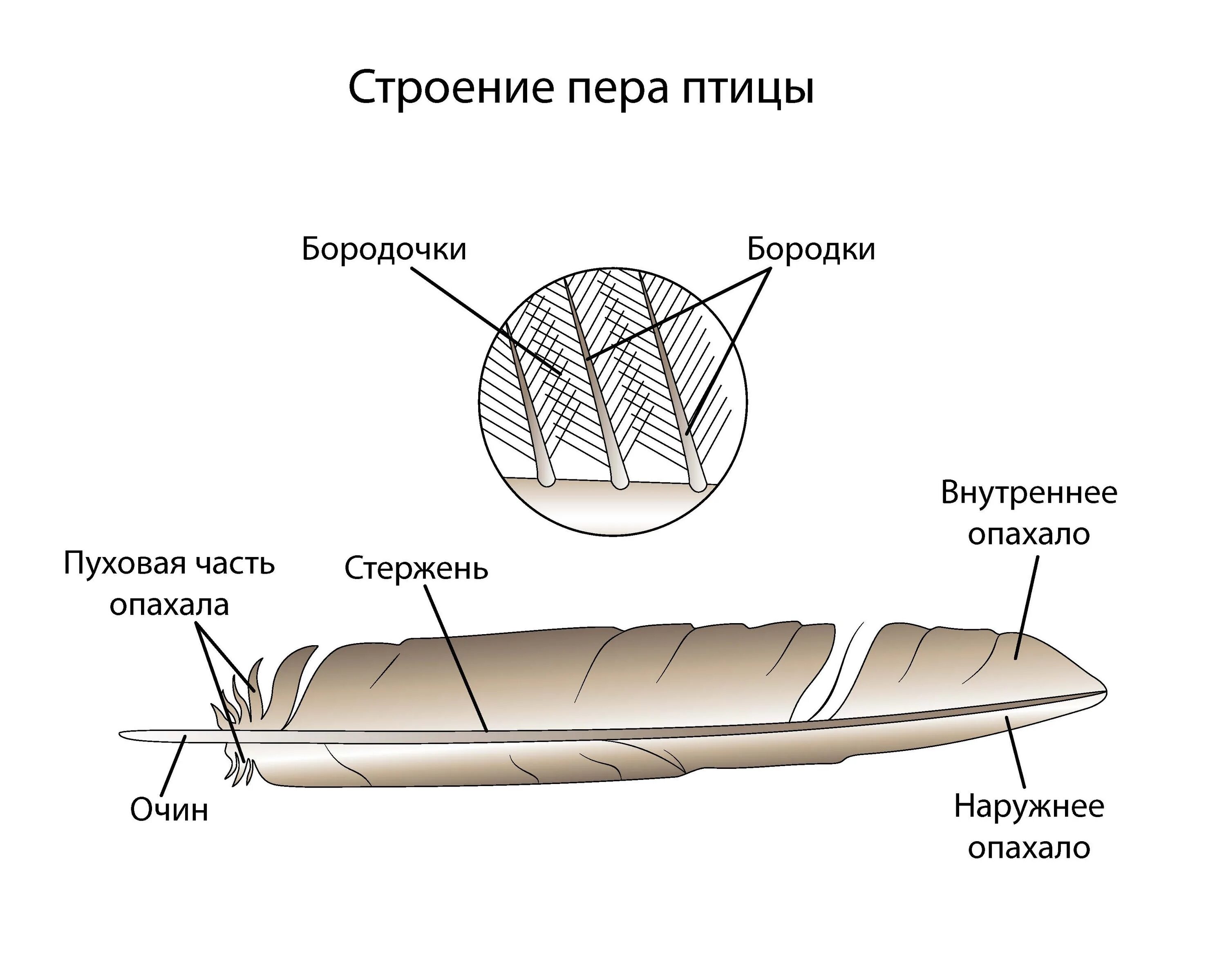 Изучение строения пера птицы. Пуховое перо строение. Строение пера птицы. Строение контурного пера. Схема строения опахала у птиц.