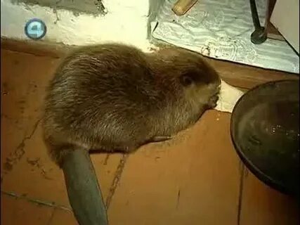 Домашние бобры видео