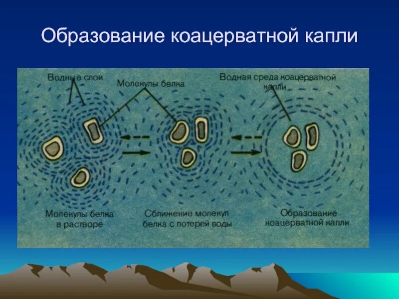 Коацерваты живые организмы. Опарина гипотеза коацерваты. Образование первичного бульона схема. Коацерватные капли Опарина. Теория коацерватных капель.