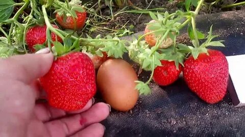 Элиани клубника описание сорта фото отзывы садоводов