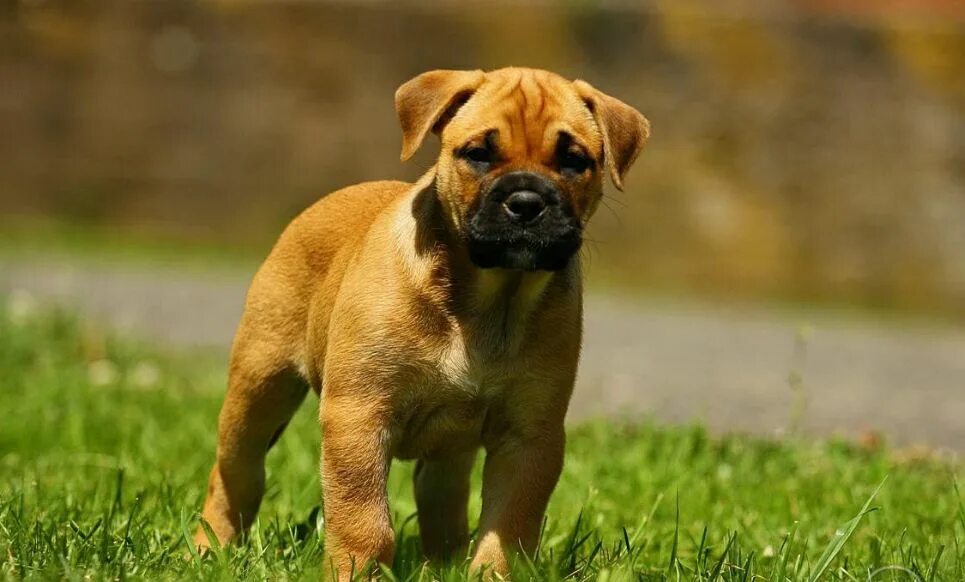 Кадебо щенки. Кадебо пятнистая. Порода кадебо кадебо. Кадебо щенки. Мастиф ка де бо.