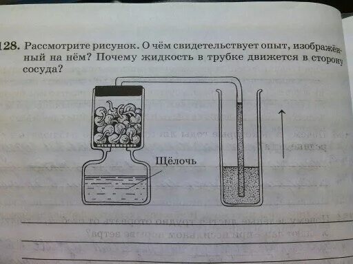 Рассмотрите рисунок в каком сосуде семена. Рассмотрите рисунок о чем свидетельствует опыт изображенный. Почему жидкость в трубке движется в сторону сосуда биология 6. Почему жидкость в трубке движется в сторону сосуда. Давление внутри трубки рисунок.