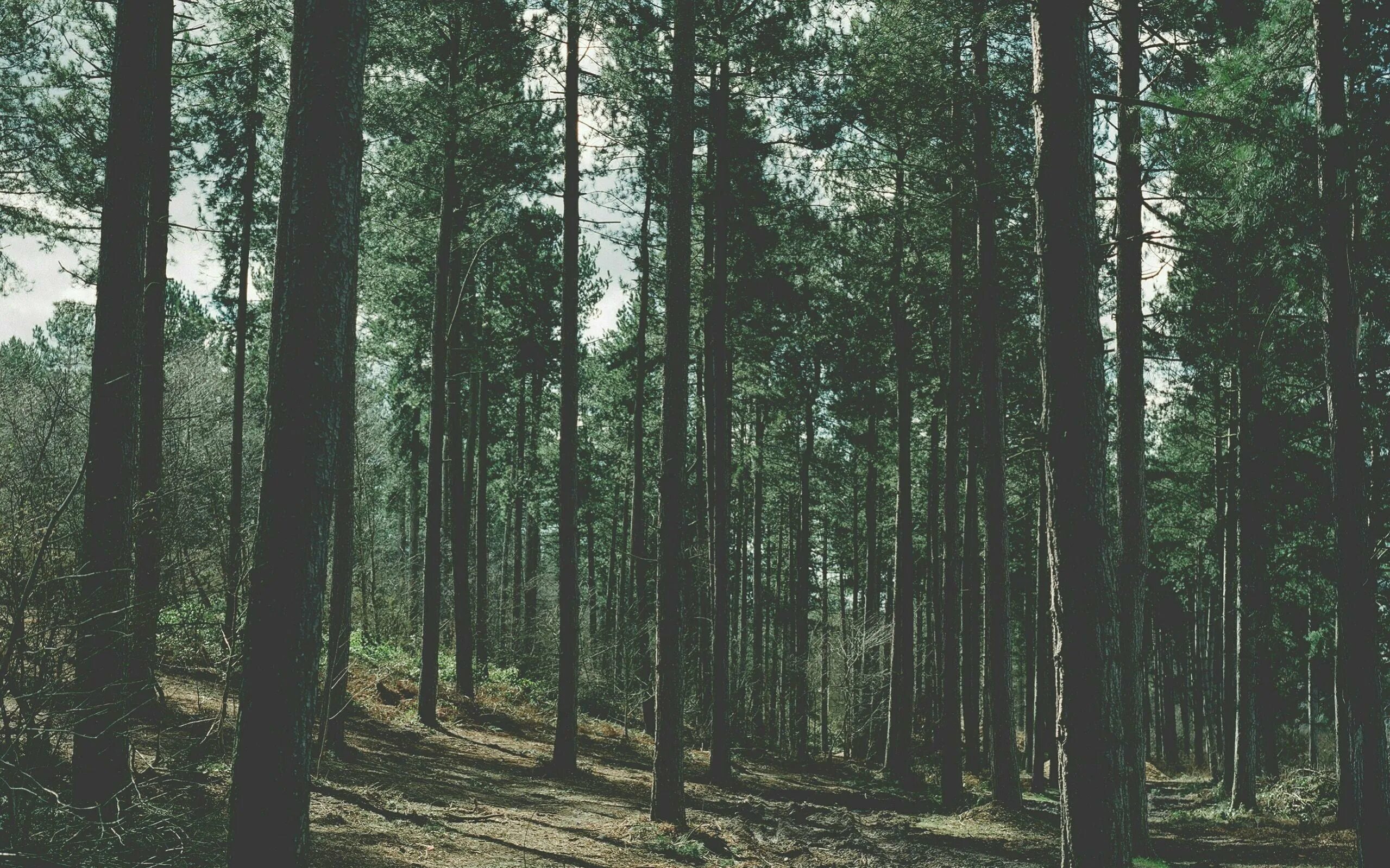 Lots of trees