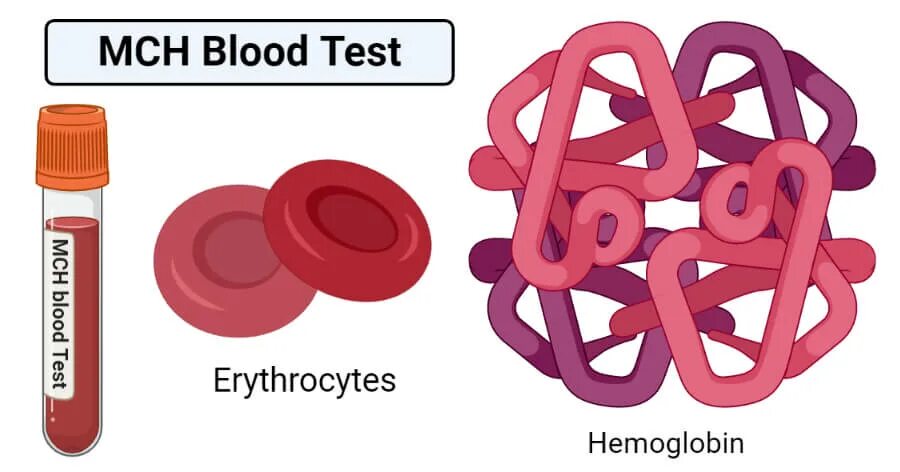 Mch анемия. MCH Blood Test. MCH (mean Cell hemoglobin). MCH что это такое в крови. MCH картинка.