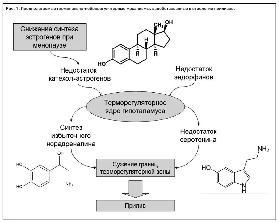 Как снизить уровень эстрогенов. Патогенез приливов при менопаузе. Снижение половых гормонов. Схема гормонов в организме. Схема синтеза половых гормонов.