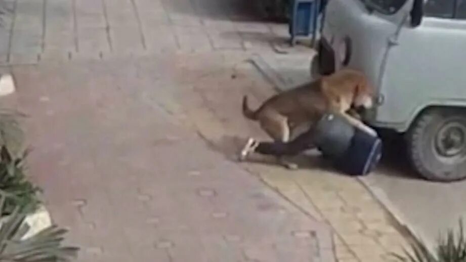 Нападение бездомных собак. Бродячие собаки нападают.