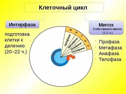 Интерфаза и фазы митоза