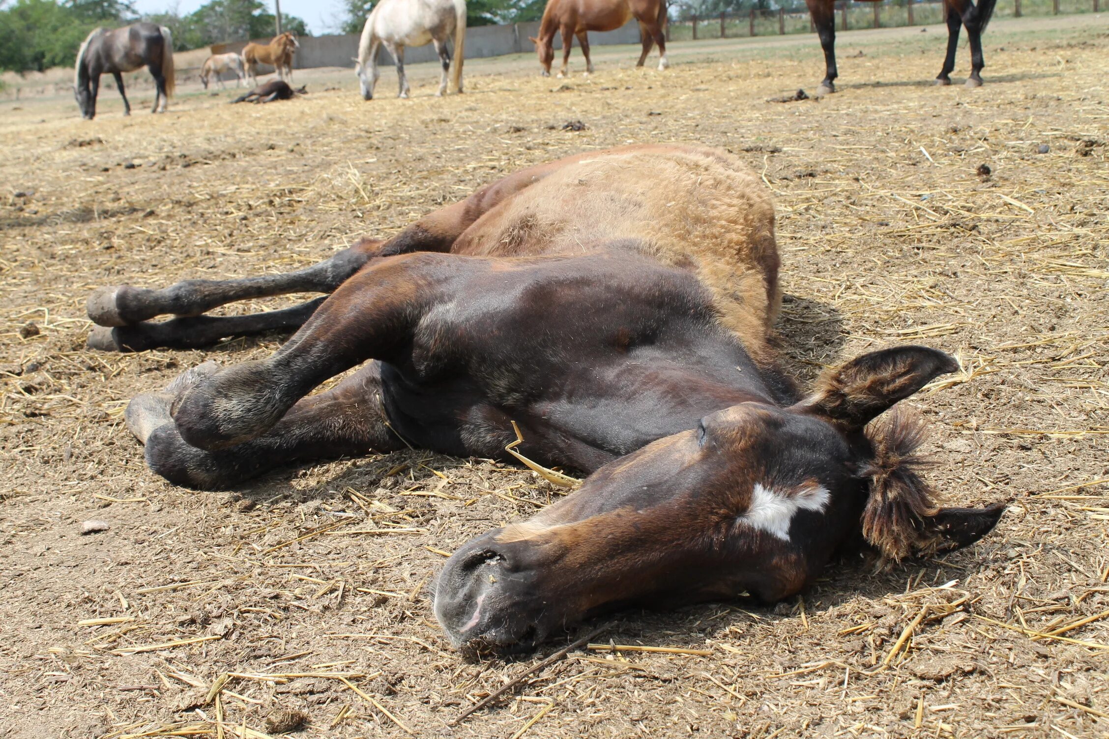 Расслабленная лошадь. Спящие лошади.