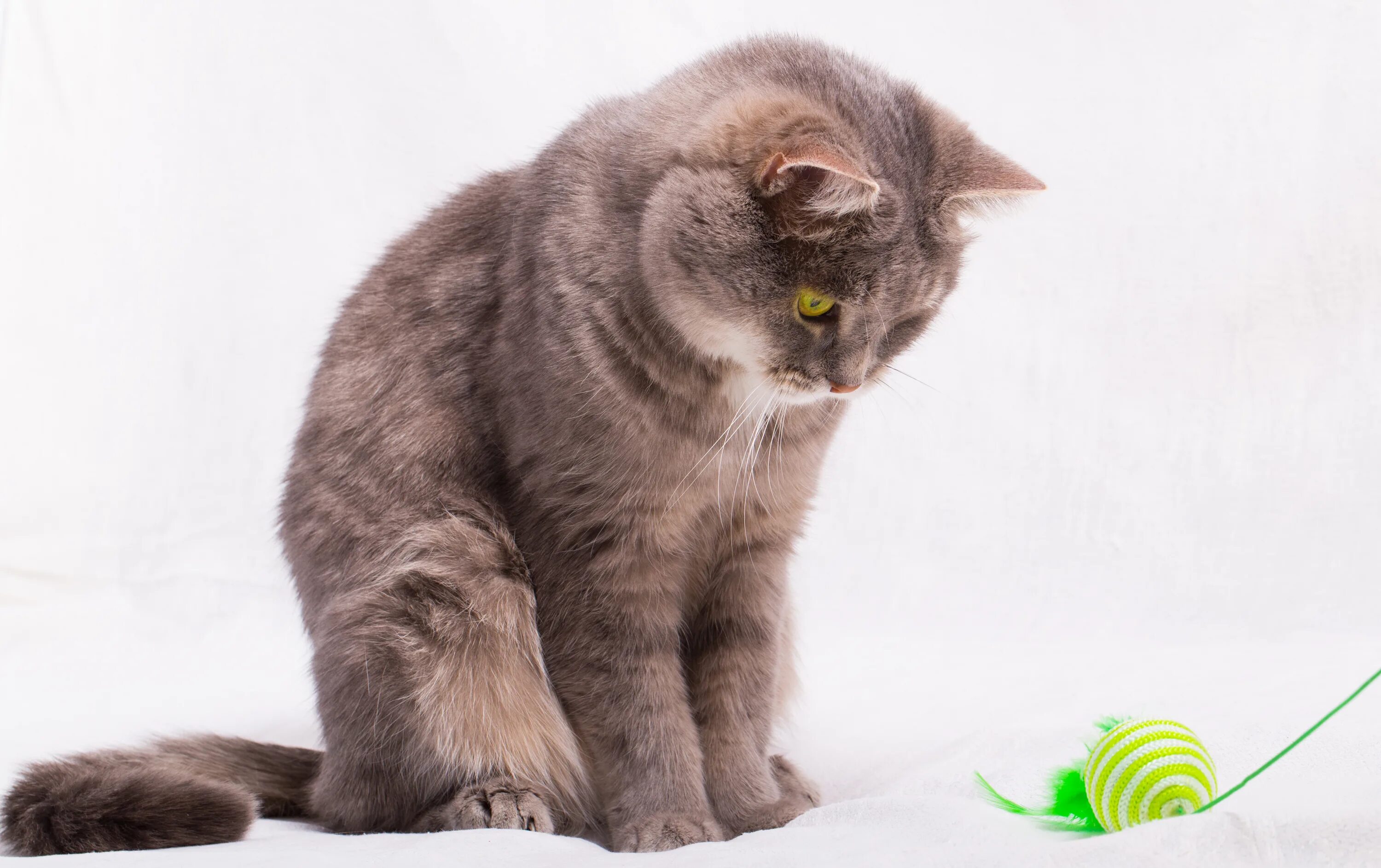 Песни котики озорные хвостики