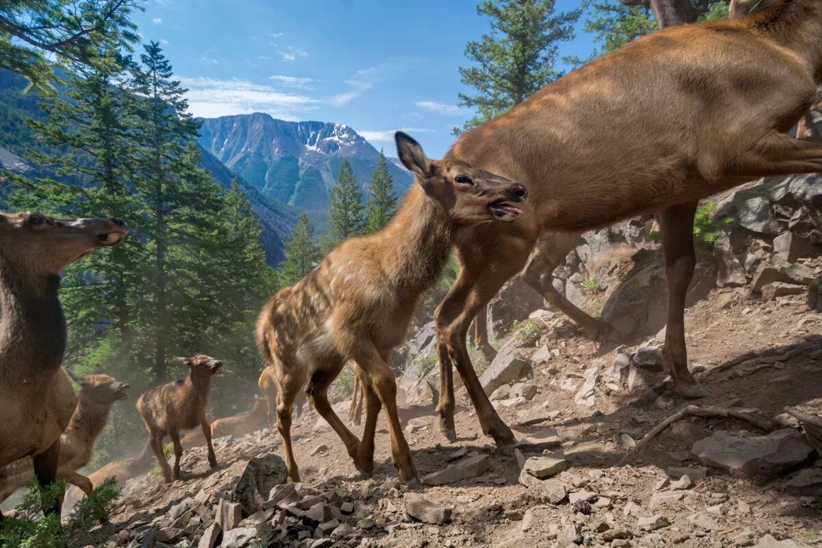 Фотографии какой год. Кавказский заповедник косуля. Йеллоустоун National Geographic. Йеллоустонский национальный парк Дикие животные. Национальный парк jivotnie.