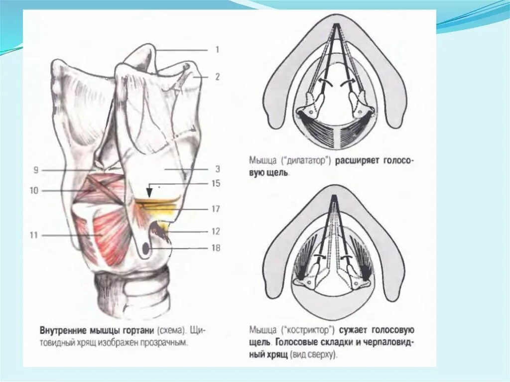 Мышцы гортани схема анатомия. Перстнечерпаловидная мышца гортани. Мышцы гортани голосовые связки. Мышцы гортани диляторы.