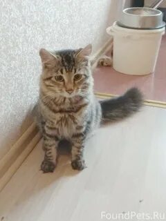 Гатчина котята в добрые