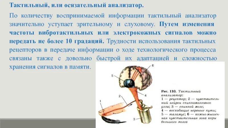 Воспринимающим элементом любого анализатора тест