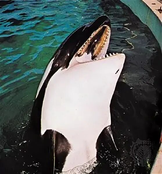 Orca profiles. Orca profiles