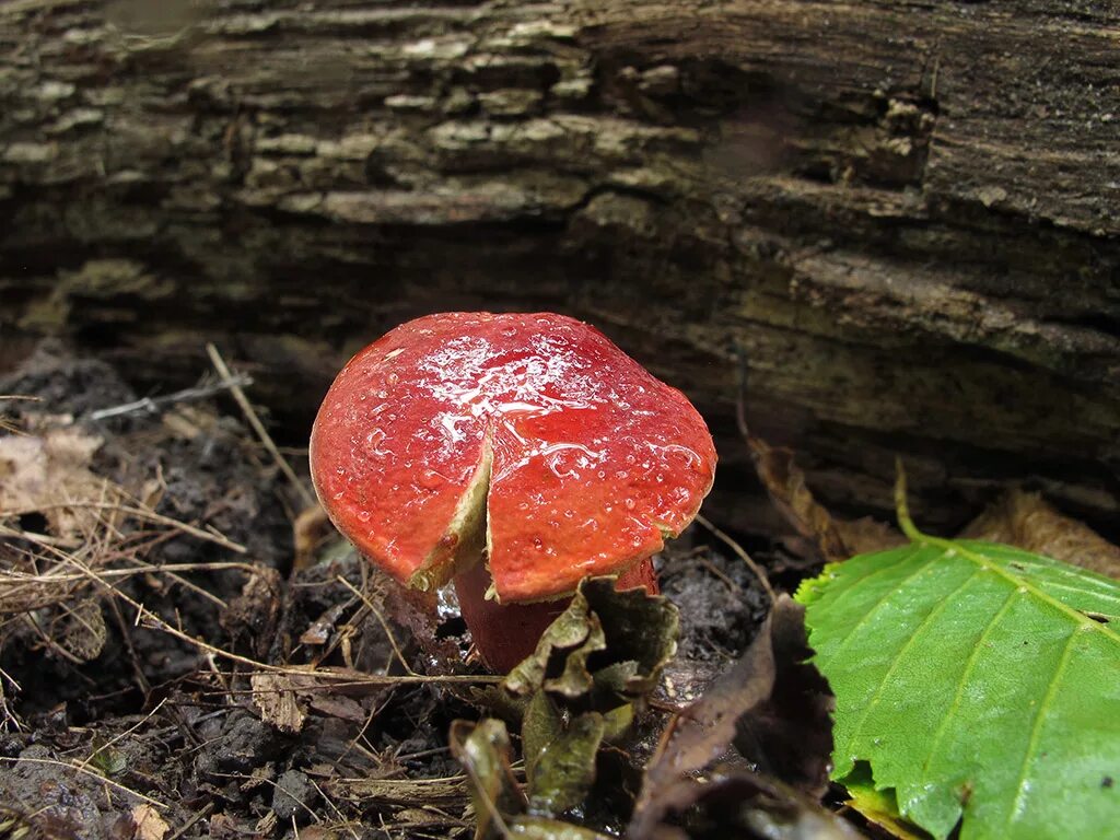 Гриб моховик красный. Hortiboletus rubellus. Моховик красный Xerocomus rubellus. Моховик красный съедобный. Пост красный гриб