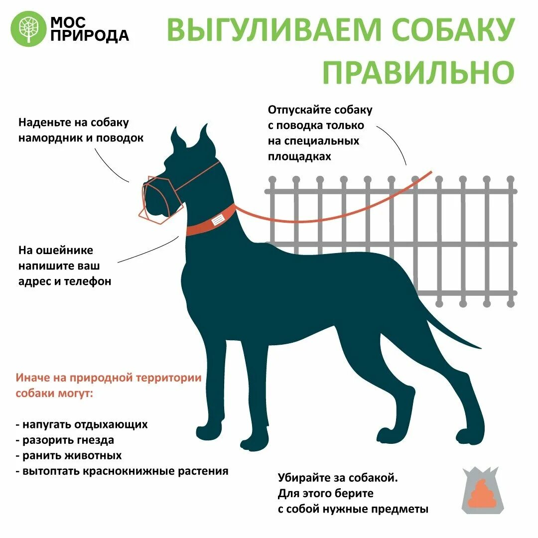 Вывести собаку на прогулку. Правила выгула собак. как правильно выгуливать собаку. как правильно выливать собаку. закон о выгуле собак.