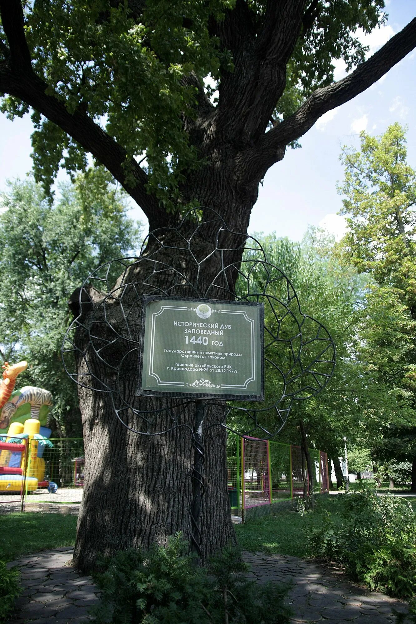 Дубы городского парка. Парк горького краснодар дуб. краснодар горсад дуб. дубы в горпарке краснодар. исторический дуб великан краснодар.