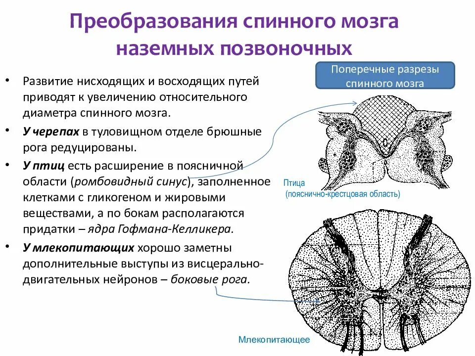 Какие нейроны в рогах спинного мозга. Схема проводящих путей спинного мозга. Тракты спинного мозга. Восходящие и нисходящие пути спинного мозга. Вентральный пирамидный путь спинного мозга.