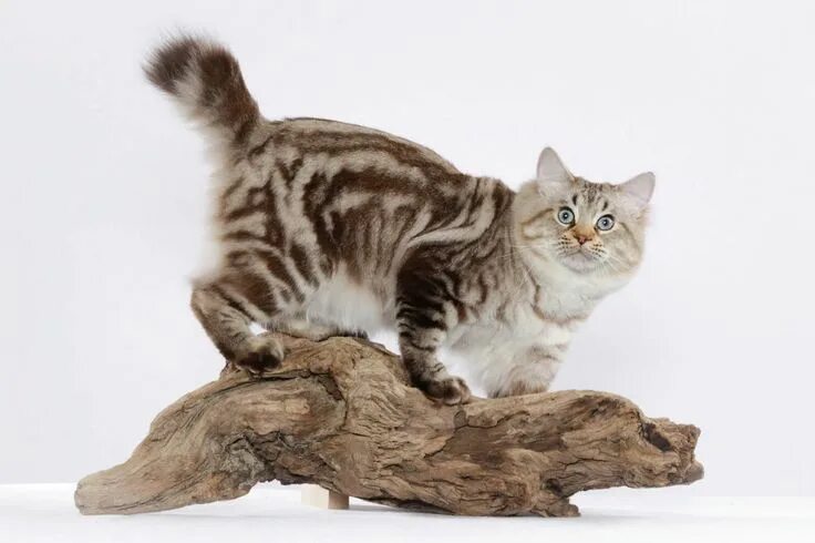 Americanbobtails American bobtail cat, Bobtail cat, Cat breeds