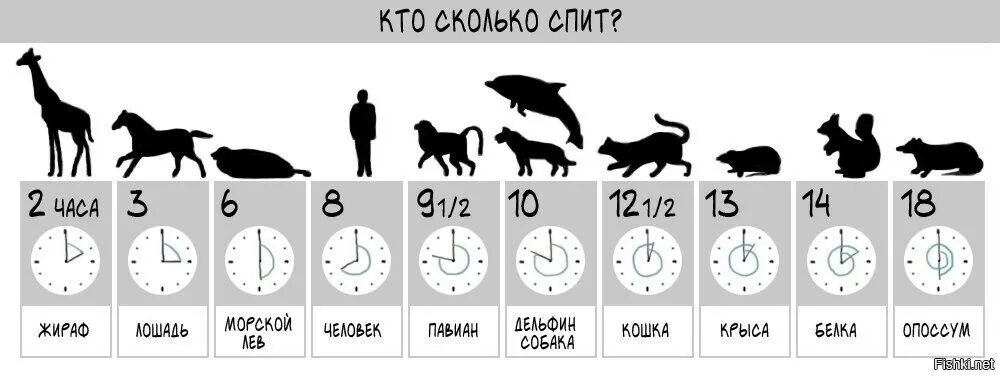 Сроки животных. Сколько спят животные таблица. длительность сна у животных. средняя продолжительность сна у животных. кто сколько спит из животных.