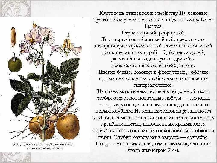 Картофель относится к семейству пасленовых. Информация о картофеле. Доклад по биологии 6 класс про карто. Строение растений семейства пасленовых. Картофель вид семейство.