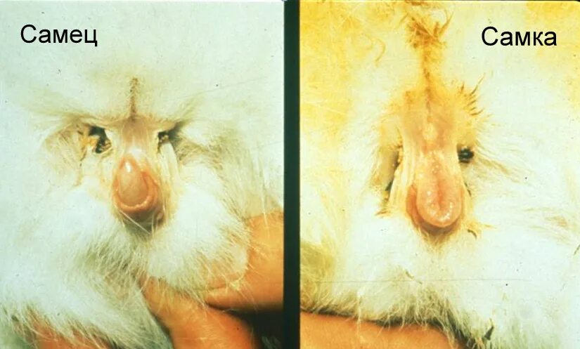 отличие половых органов. источники развития внутренних половых органов. сопоставление женских и мужских половых органов. определение полового размножения. отличие мальчиков от девочек.