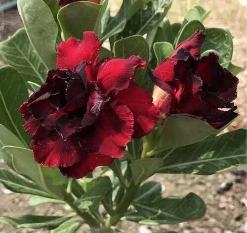 Адениум бархат ночи фото Pin de JUCILENE VIEIRA BARROS em ROSA DO DESERTO(ADENIUM OBESUM). Rosa do desert