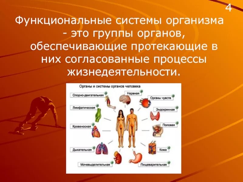 Системы организма. Функциональные системы организма человека. Функциональные системы органов человека. Функциональная система органов. Способ организации развития человеческой жизнедеятельности