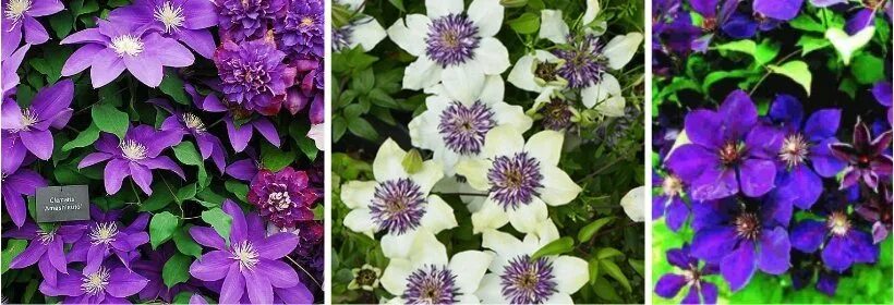 Clematis Lasurstern Clematis plants, Clematis, Climber plants