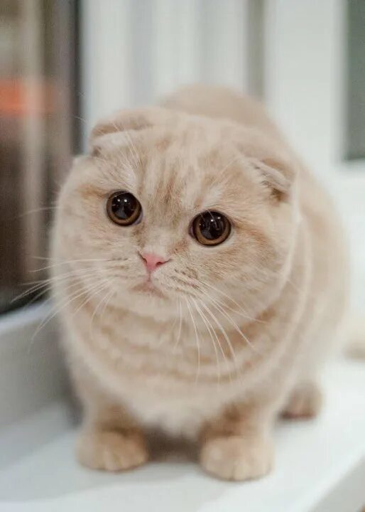 шотландский скоттиш страйт персиковый. шотландский персиковый кот. вислоухий шотландец персиковый. персиковые шотландские котята прямоухие. шотландский персиковый кот.